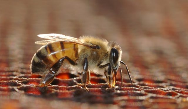 detailed-bee-view-min